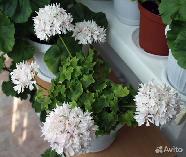 Комнатные цветы. Герань пеларгония