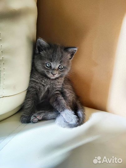 Шотландские прямоухие котята