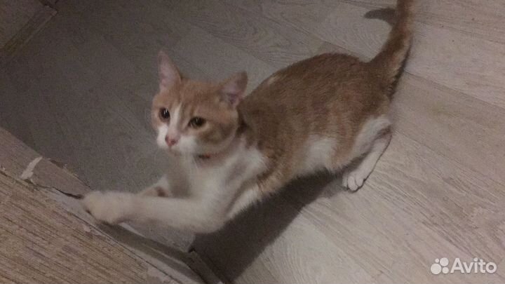 Котята в добрые руки бесплатно мальчик