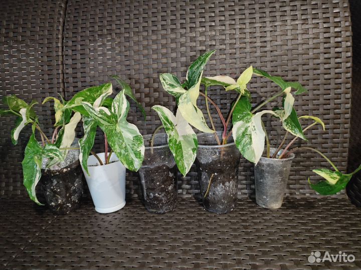 Сингониум панда, империал вайт, Венейшен