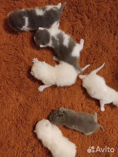 Котята отдам бесплатно