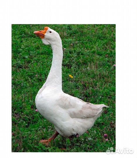 Продам гусей