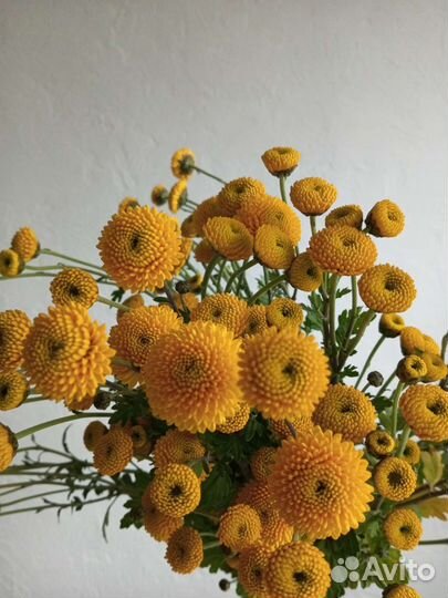 Хризантема Бигуди, Лимончелло и др