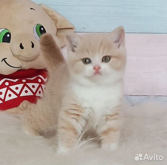 Милый британский малыш