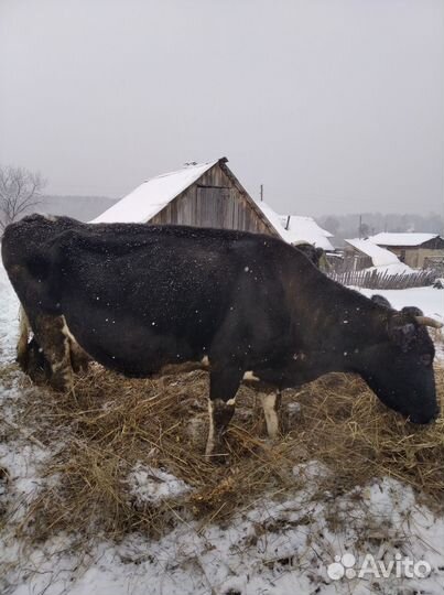 Корова обмен на годовалова быка