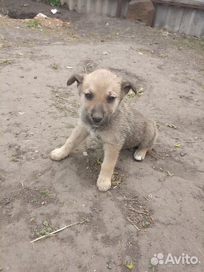 Щенок лайки