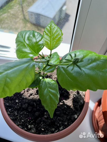 Гибискус махровый красный