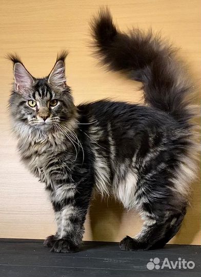 Кошки мейн-кун