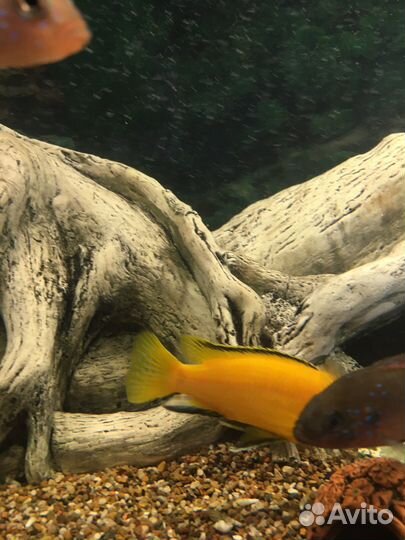 Лабидохромис еллоу (рыба)