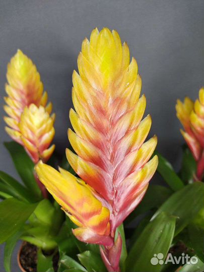 Вризиа Дорадо и Аспарагус Спренгери