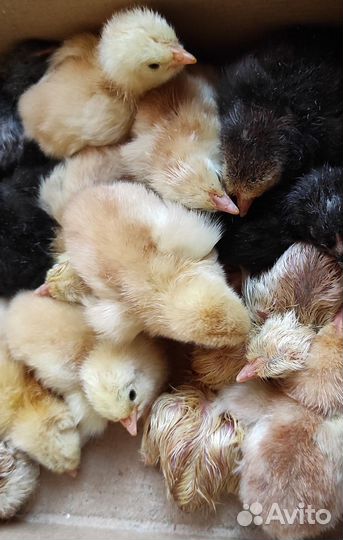 Цыпленок от кур несушек
