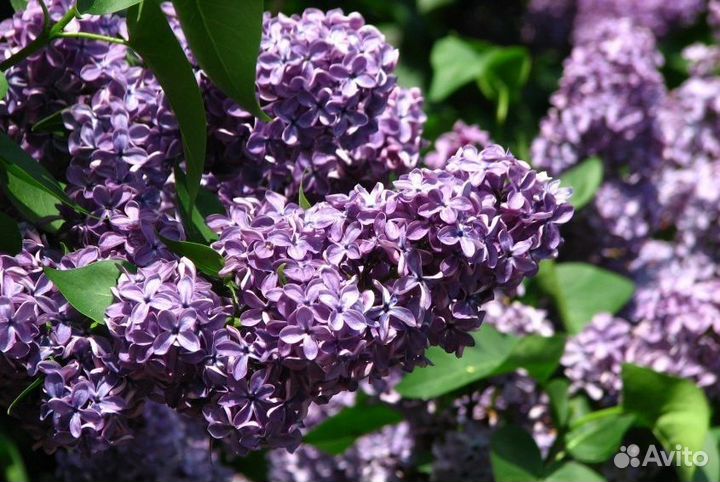 Сирень Виолетта, Турецкая гвоздика, Лихнис