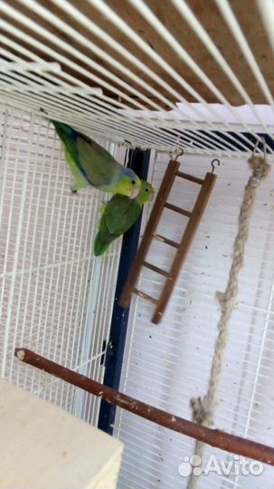 Воробьиные попугаи