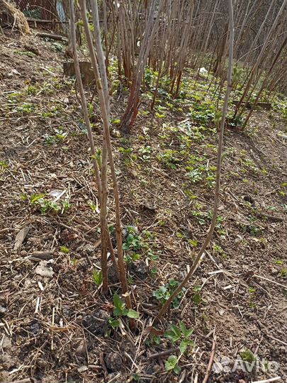 Саженцы малины
