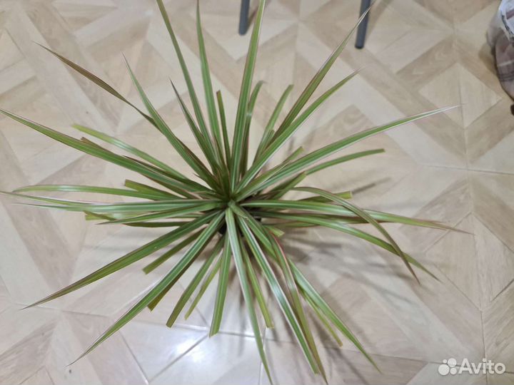 Пальма Драцена