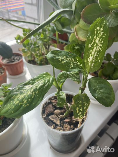 Диффенбахия