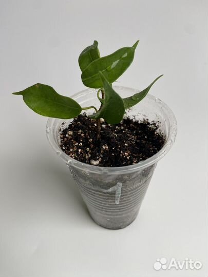 Фикус вианди