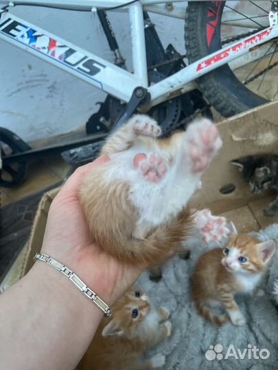 Котята в добрые руки бесплатно