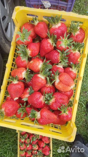 Рассада клубники