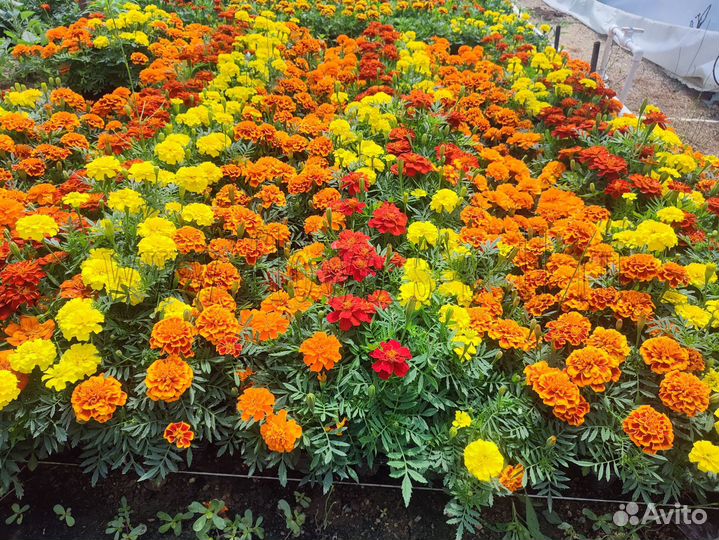 Черенок ампельной петунии вегетативная рассада опт