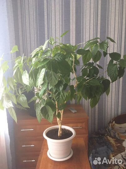 Китайская роза