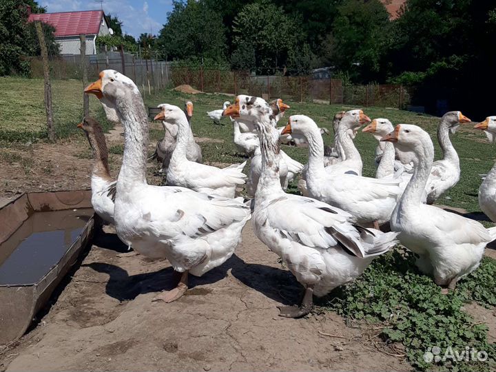 Гуси холмогоры
