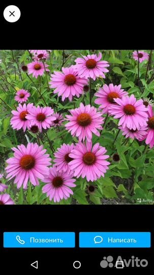 Семена эхинацеи