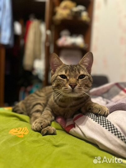 Кот даром