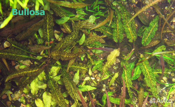 Несколько видов редких и не очень криптокорин