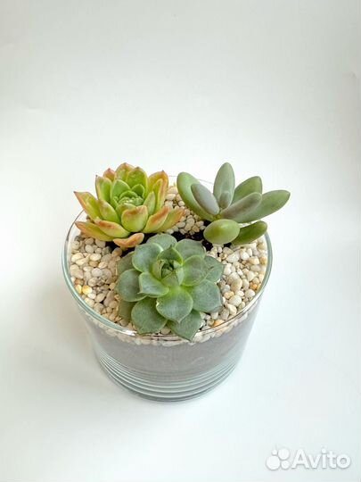 Суккуленты. Подарочная композиция