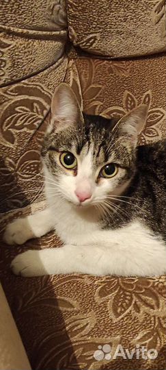 Кошка в дар бесплатно