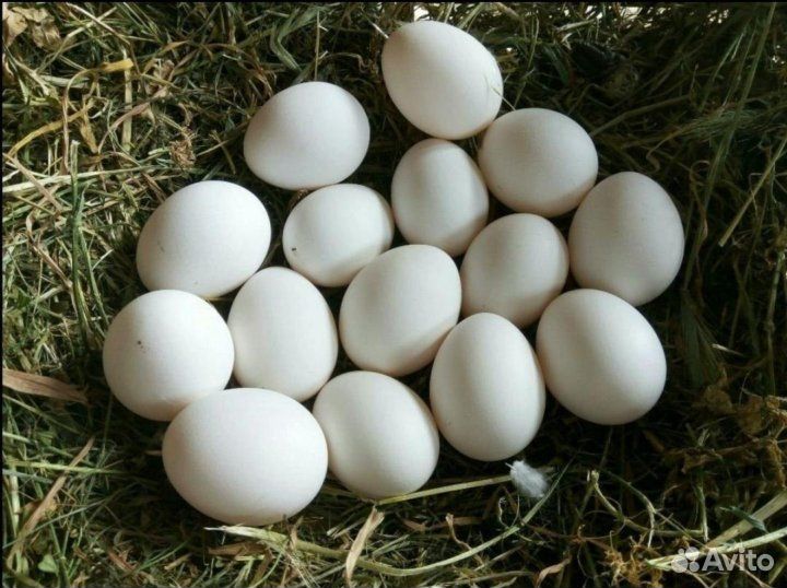 Домашние куриные яйца