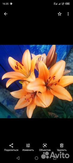 Многолетние цветы для сада