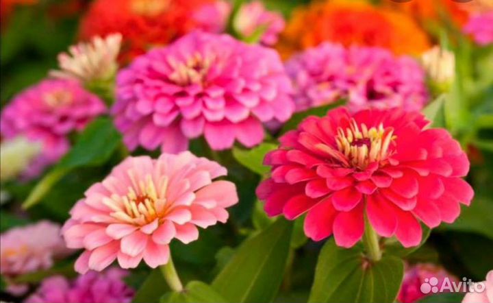 Многолетники, пряные травы