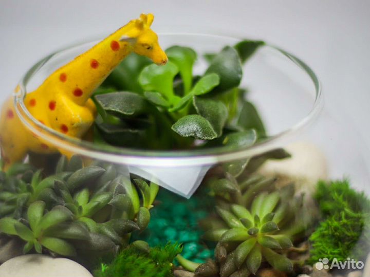 Флорариум суккуленты подарок детям ребенку