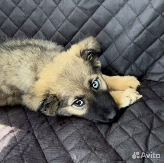 Собака дворняжка