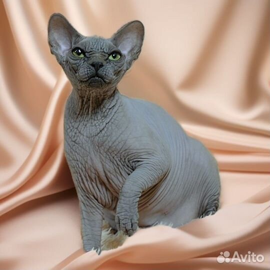 Голубая девочка