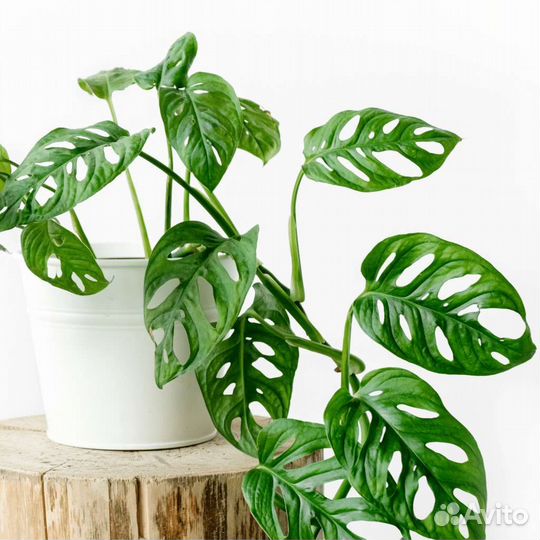 Монстера манки