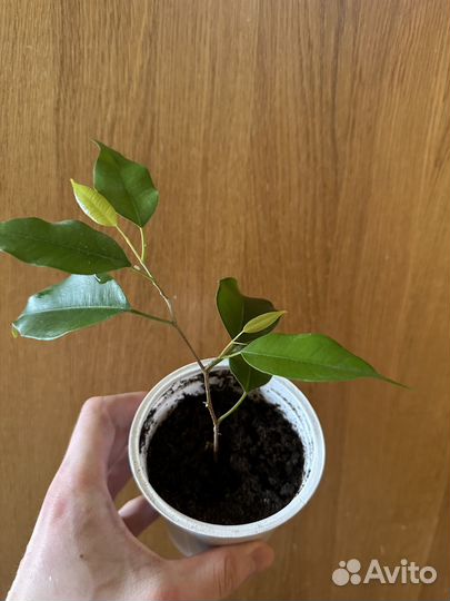 Укорененные фикус бенджамина Exotica