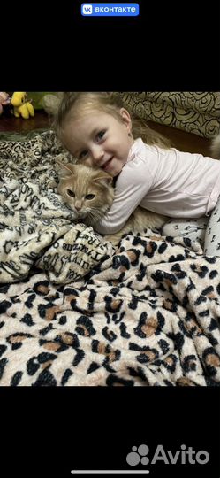 Кошка домашняя
