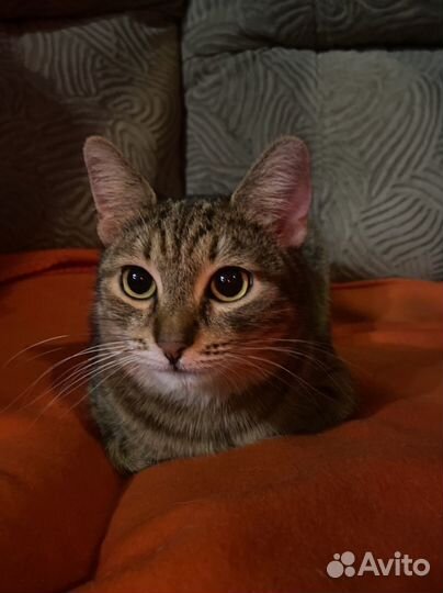 Ласковая, слишком ласковая Катюша ищет дом