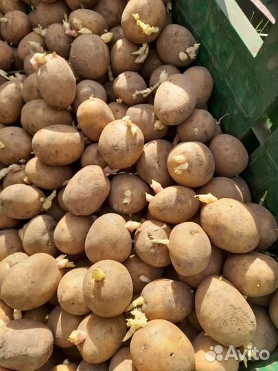 Семенной картофель