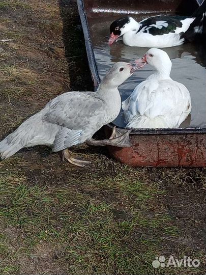 Индоутки тяжелые