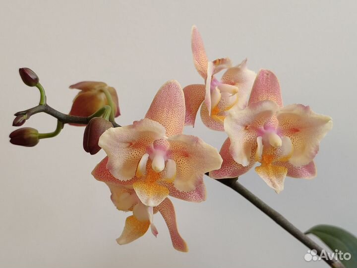 Орхидея фаленопсис бабочка Orange aroma