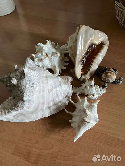 Морские ракушки