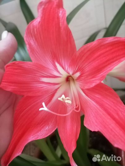 Гиппиаструм