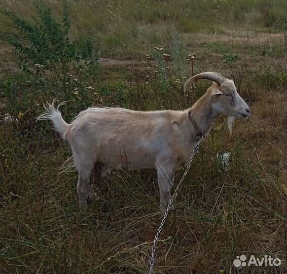 Коза дойная молочная