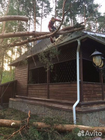 Удаление деревьев. Спил аварийного дерева