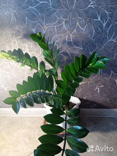 Замиокулькас цветы