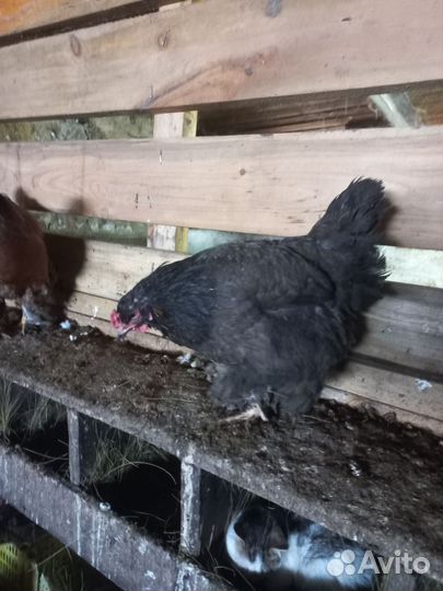 Инкубационное яйцо брама